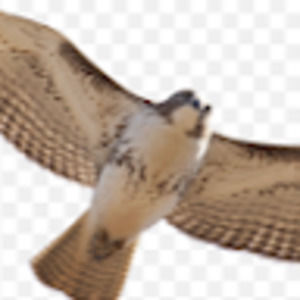 Meet your Posher, Patricia